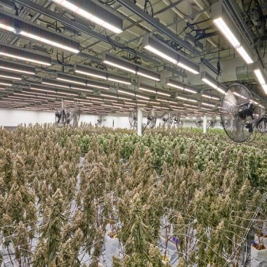 20230719-Holistic_GrowRoom003 Liberty Cannabis, Your Hometown Dispensary